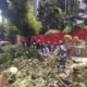 Kondisi pohon tumbang yang cukup besar di Jalan Pandaranan mengakibatkan korban jiwa.