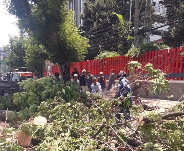 Kondisi pohon tumbang yang cukup besar di Jalan Pandaranan mengakibatkan korban jiwa.
